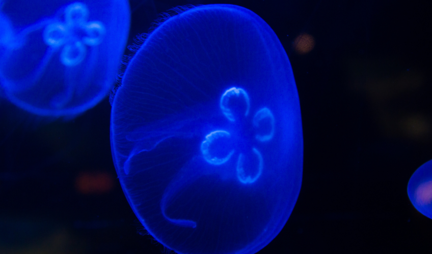 Zbog klimatskih promjena u Jadran došla nova vrsta meduze