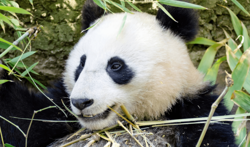 Svjetski je dan pandi – jedne od ugroženijih životinjskih vrsta